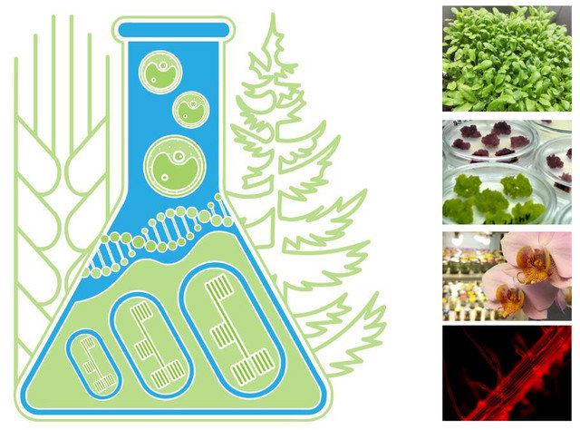 conference Cytobiology and Plant Biotechnology